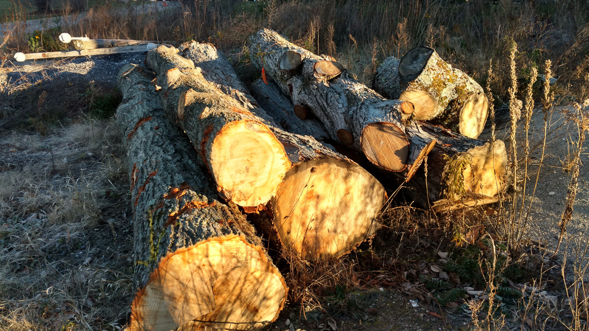 IMG_20161114_074344537_HDR